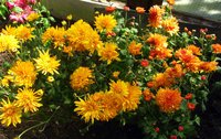 IMG_4823.JPG