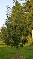 _DSC0327.JPG