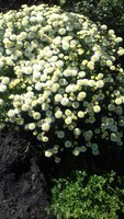 20170925_122107_resized.jpg