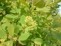 DSC05471 - копия.JPG