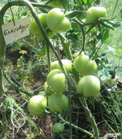 Лето 2012 381.jpg