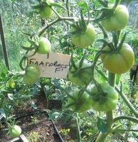 Лето 2012 382.jpg