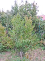 IMG_0001.JPG