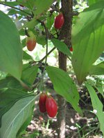 IMG_0040.JPG