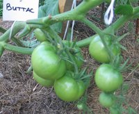 Лето 2012 390.jpg