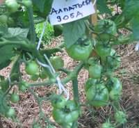 Лето 2012 392.jpg