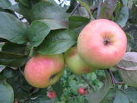 IMG_4749.JPG