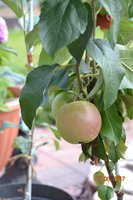 DSC_1714.JPG