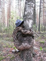 Гибрид Homo-Betula pendula.