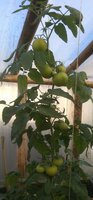 Мастер