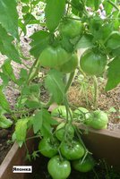 Начало плодоношения, кисти огромные - вкус великолепный!