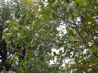 DSCN6246.JPG