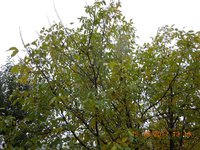 DSCN6247.JPG