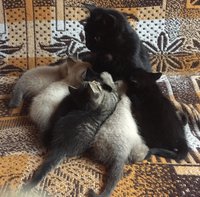 image.jpeg