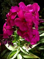 IMG_20130717_161527.jpg