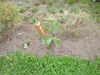 Скороплодный оренбургский 2 год