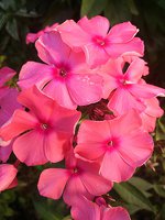 IMG_20130717_161624.jpg