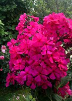 IMG_20130717_162017.jpg