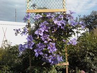 IMG2223-01.jpg