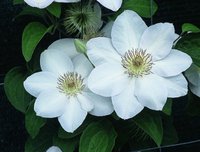 9f7d50e8_f9d3_11e1_98e2_00a0d153abeb_9f7d50eb_f9d3_11e1_98e2_00a0d153abeb.resize1.jpg
