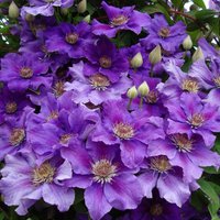 Clematis-Ashva1-600x600.jpg