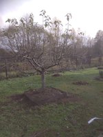 IMG_20171029_132053.jpg