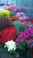 WP_20171020_078.jpg