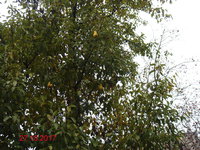 DSC03589о.JPG