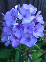 IMG_20130717_215158.jpg