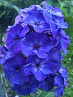 IMG_20130717_215318.jpg