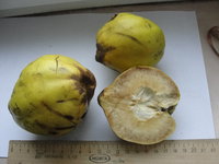 DSC05375.JPG