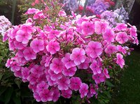 IMG_20130720_012651.jpg