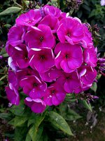 IMG_20130720_012751.jpg