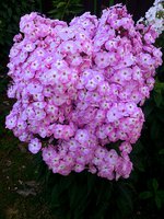IMG_20130720_012828.jpg