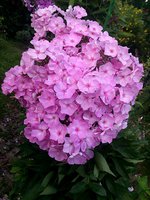IMG_20130720_013714.jpg