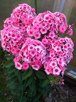 IMG_20130720_013749.jpg
