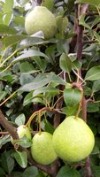 IMG_20170813_113329.jpg