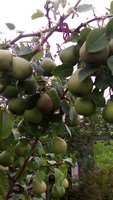 IMG_20170813_113456.jpg