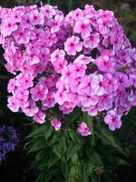 IMG_20130720_014012.jpg