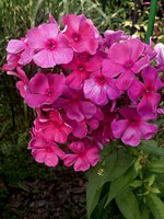 IMG_20130720_014402.jpg