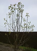 _20171112_131142.JPG