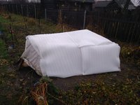 укрытие персика изолон1.jpg