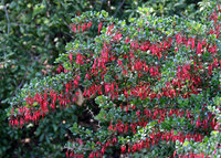 Ribes speciosum, Fuchsia-Flowering Gooseberry