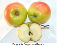 Патриот.png