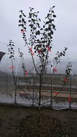 DSC_0236.jpg