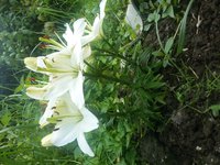 20170722_131145.jpg