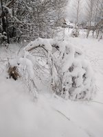 в ноябрьском лесу.jpg