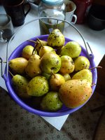 Повреждения от парши на плодах Лады.