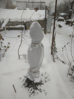 Абрикос  Медовый (3-летка) в зимовке.Высота -полтора метра.макушка срезана на черенки.