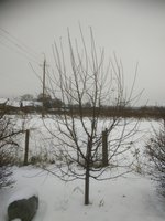 Десятилетка Мельба Ред.